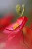 IMG_9535_thumb.png