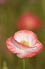 IMG_9583_thumb.png