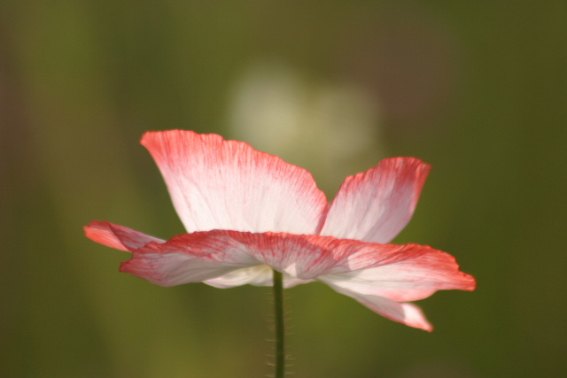 IMG_9587.JPG