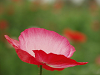 P5114198_thumb.png