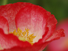 P5134249_thumb.png