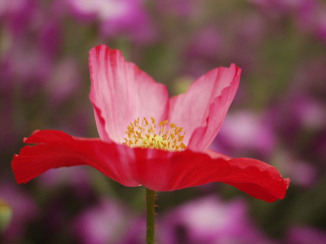 P5184293.JPG