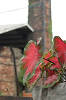 IMG_4049_thumb.png